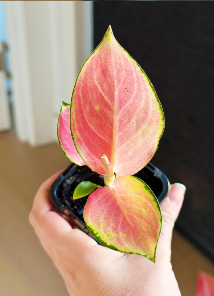 Aglaonema 'China Red' – 7cm Potted Plant - Image 2