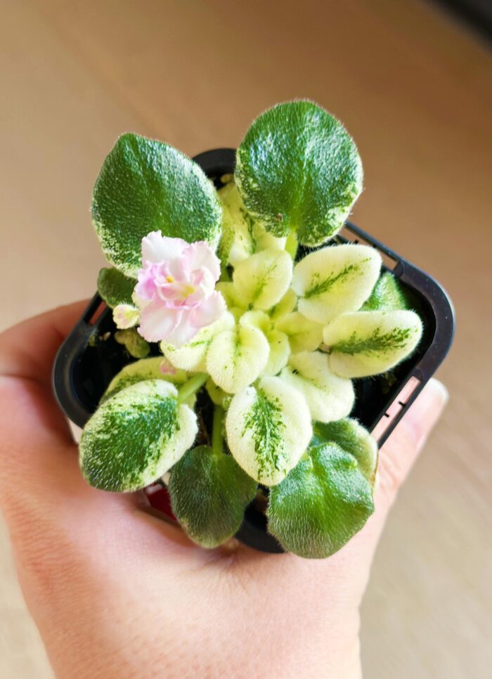 Rob's Itchy Britches – Mini African Violet – 7cm Small Potted Plant