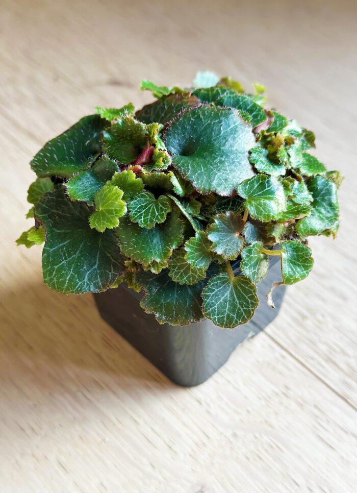 Saxifraga Stolonifera 'Yakushima' – 7cm Potted Plant - Image 2