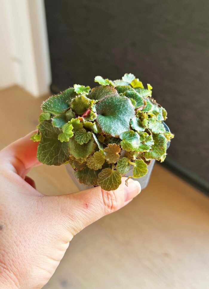 Saxifraga Stolonifera 'Yakushima' – 7cm Potted Plant - Image 3