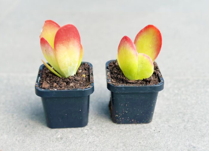 Kalanchoe Flapjack – 7cm Potted Plant - Image 3