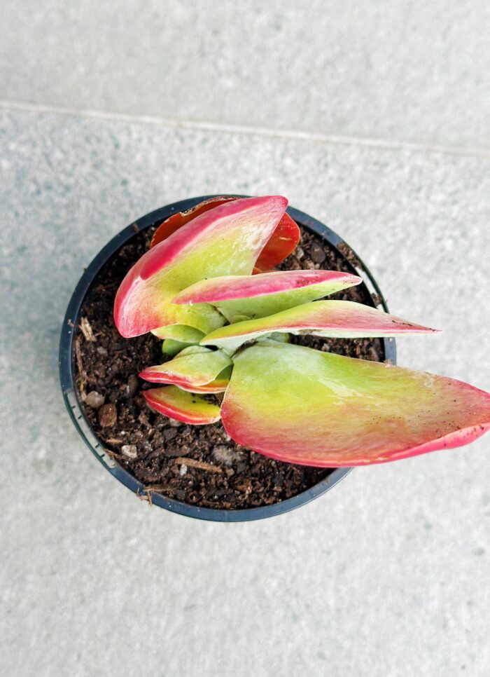 Kalanchoe Flapjack – 10cm Potted Succulent - Image 2