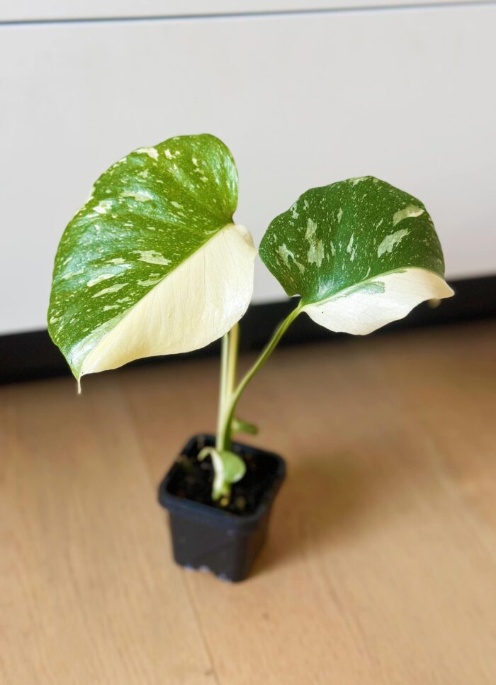Variegated Monstera Thai Constellation – 7cm Potted Plant