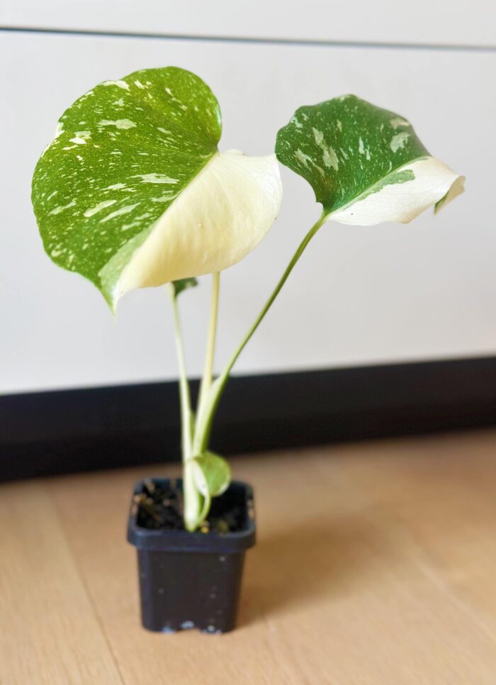 Variegated Monstera Thai Constellation – 7cm Potted Plant - Image 2