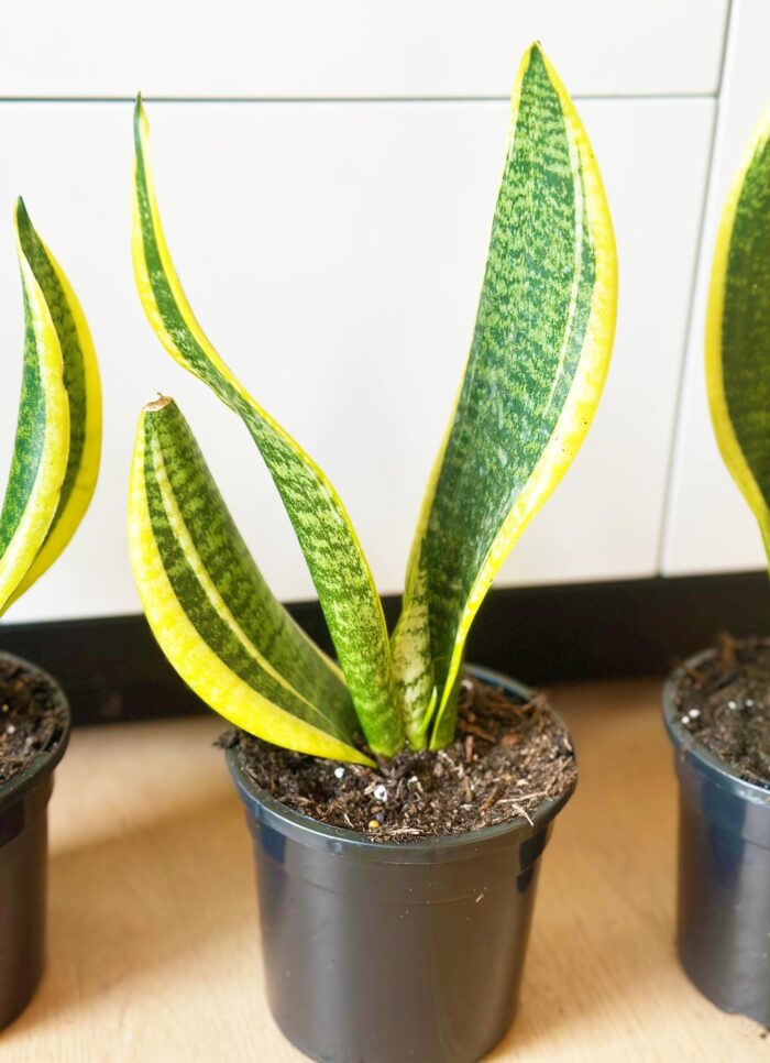 Sansevieria Superba – 12cm Potted Plant - Image 3