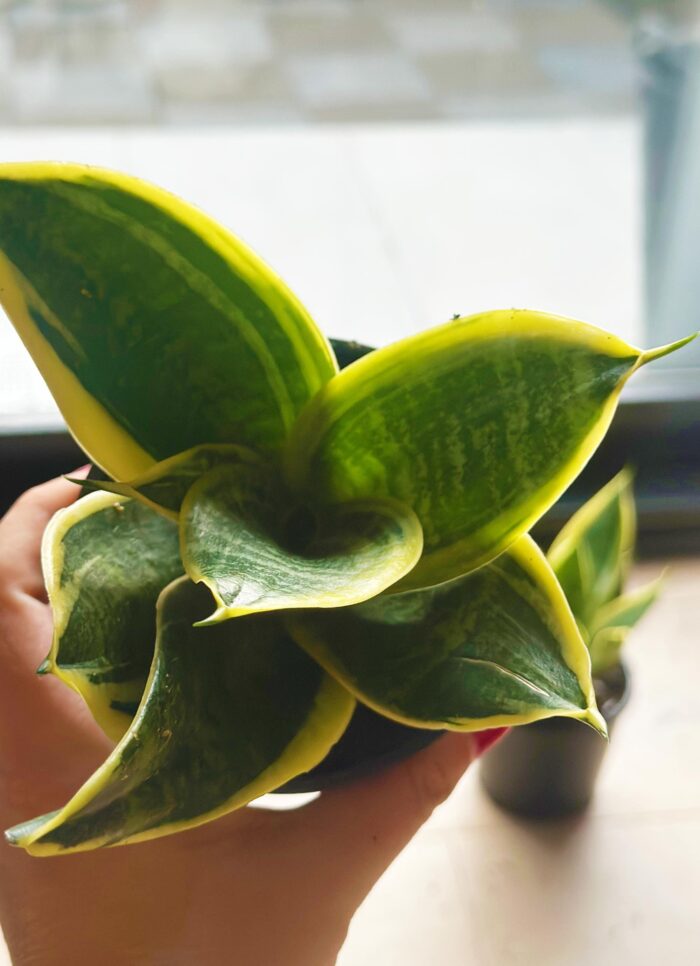 Sansevieria Hahnii Hybrid – 10cm Potted Plant - Image 4