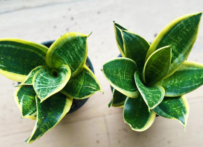 Sansevieria Hahnii Hybrid – 10cm Potted Plant - Image 3