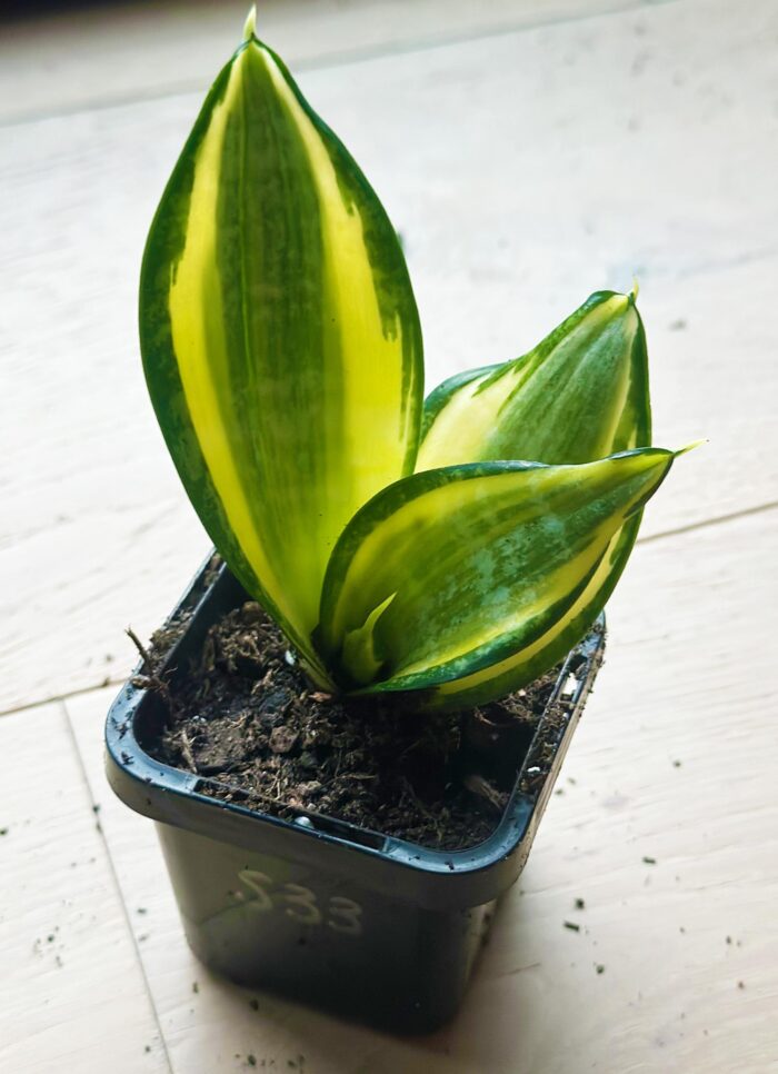Snake Plant, Golden Hahnii – 7cm Potted Plant