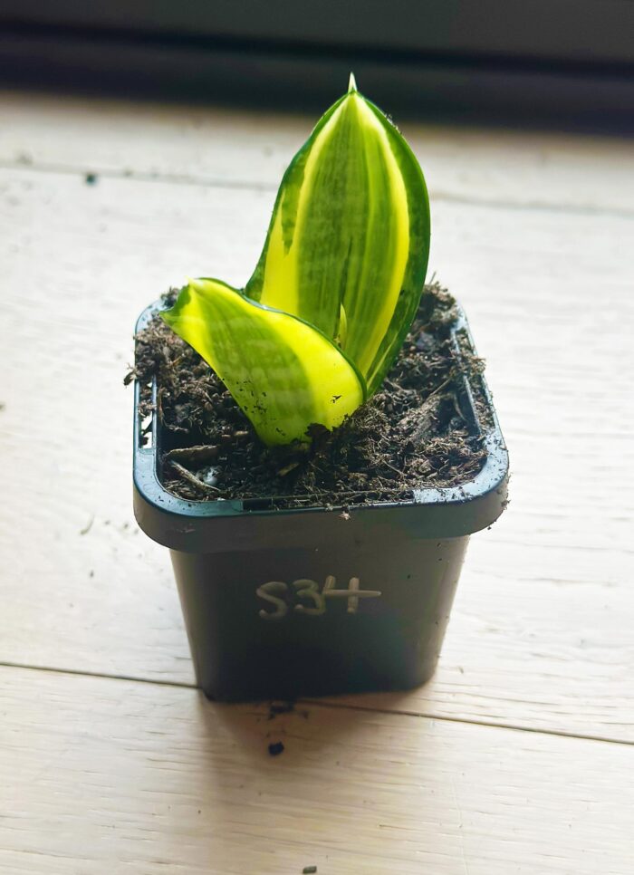 Snake Plant, Golden Hahnii – 7cm Potted Plant - Image 3
