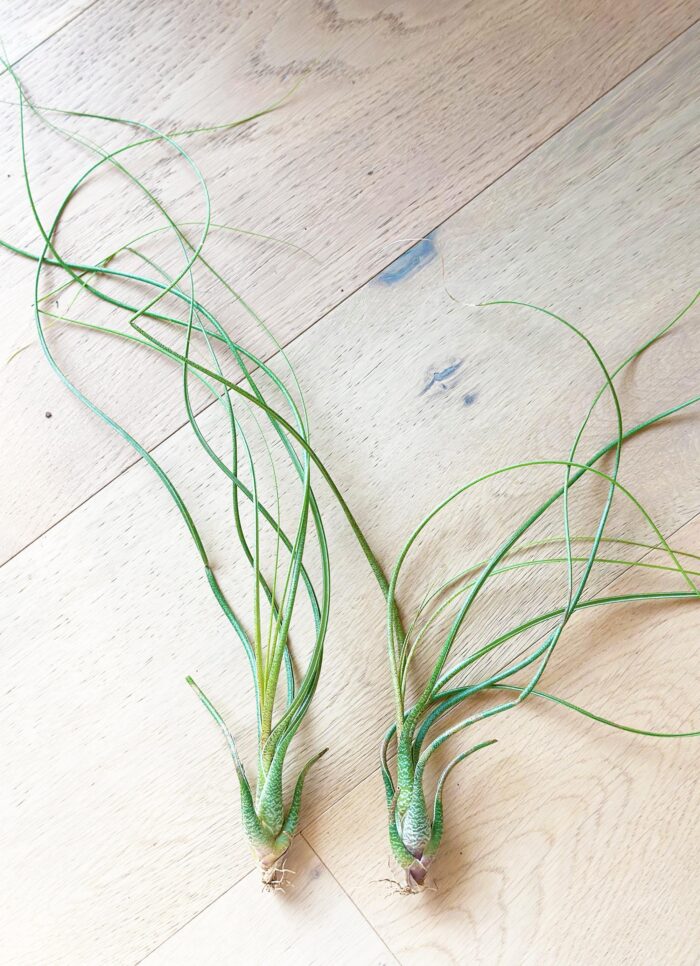 Tillandsia Butzii – Large Air Plant