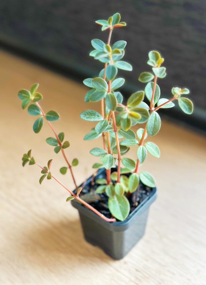 Peperomia 'Red Log' – 7cm Potted Plant