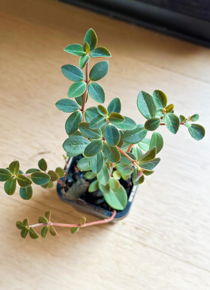 Peperomia 'Red Log' – 7cm Potted Plant - Image 2