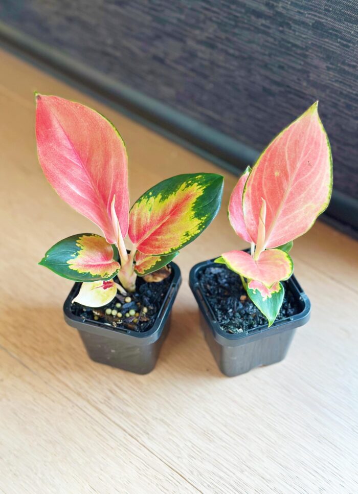 Aglaonema 'China Red' – 7cm Potted Plant - Image 3