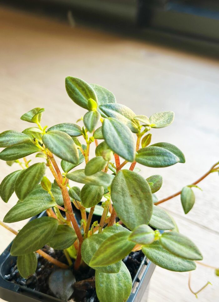 Peperomia 'Xanadu' – 7cm Potted Plant - Image 3