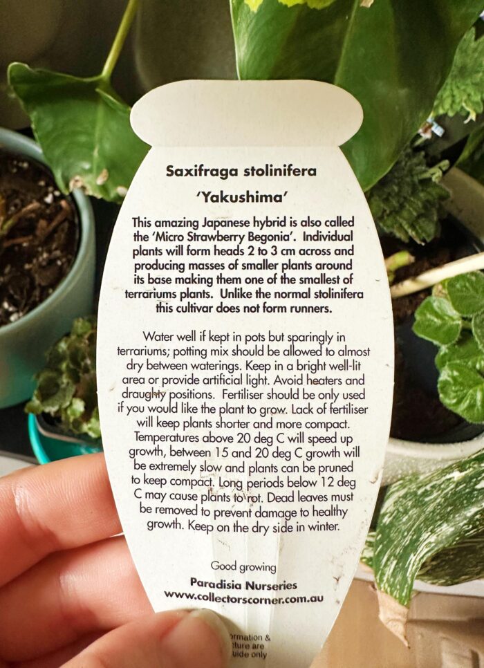 Saxifraga Stolonifera 'Yakushima' – 7cm Potted Plant - Image 5