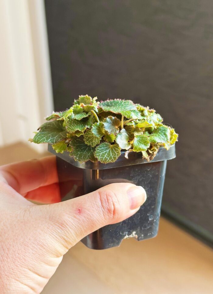 Saxifraga Stolonifera 'Yakushima' – 7cm Potted Plant - Image 4