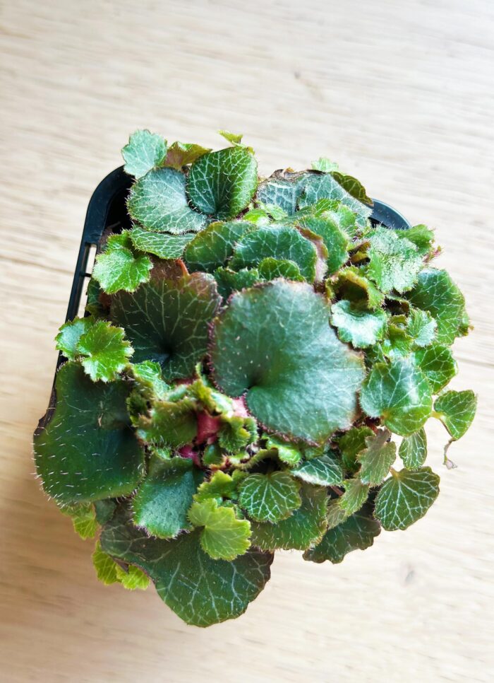 Saxifraga Stolonifera 'Yakushima' – 7cm Potted Plant