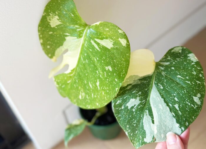 Variegated Monstera Thai Constellation – 10cm Potted Plant - Image 4
