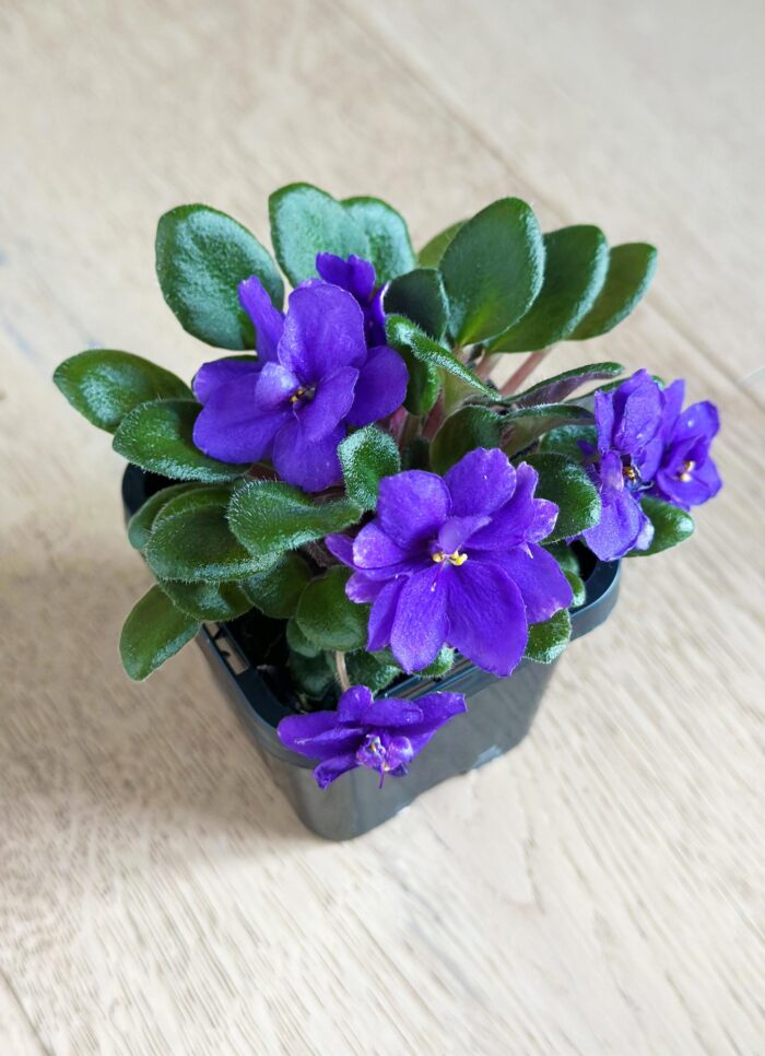 Rob's Calypso Beat – Mini African Violet – 7cm Potted Plant