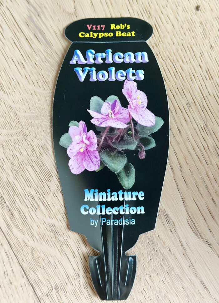 Rob's Calypso Beat – Mini African Violet – 7cm Potted Plant - Image 4