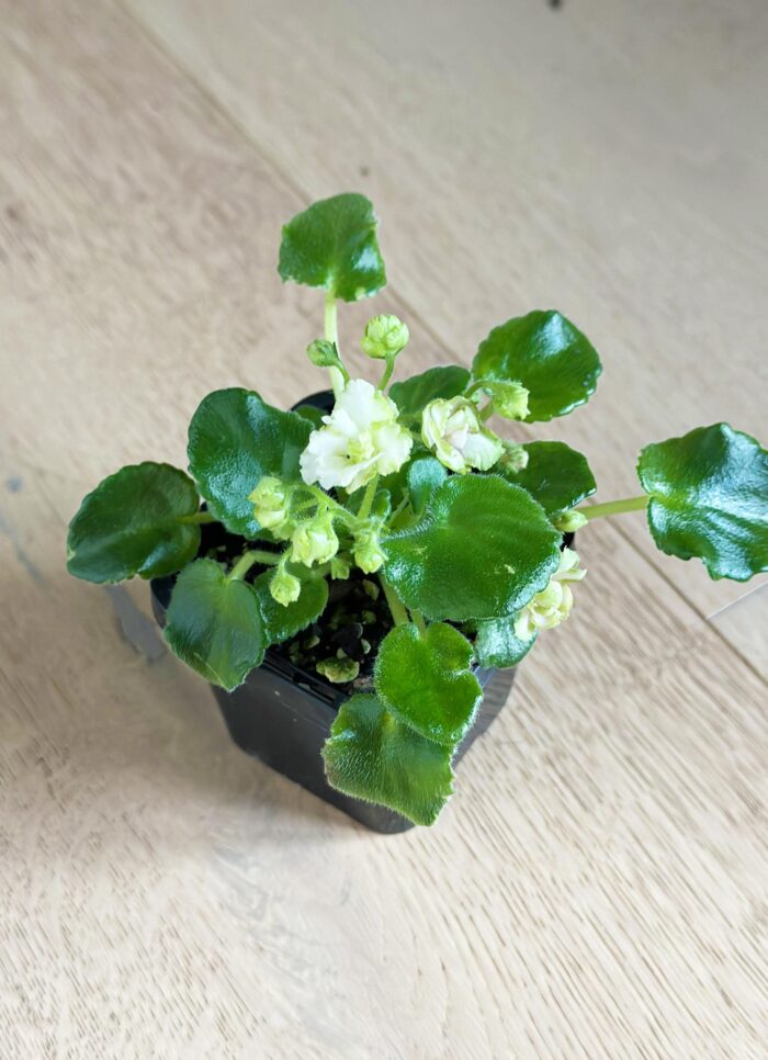Irish Flirt – Mini African Violet – 7cm Potted Plant - Image 3