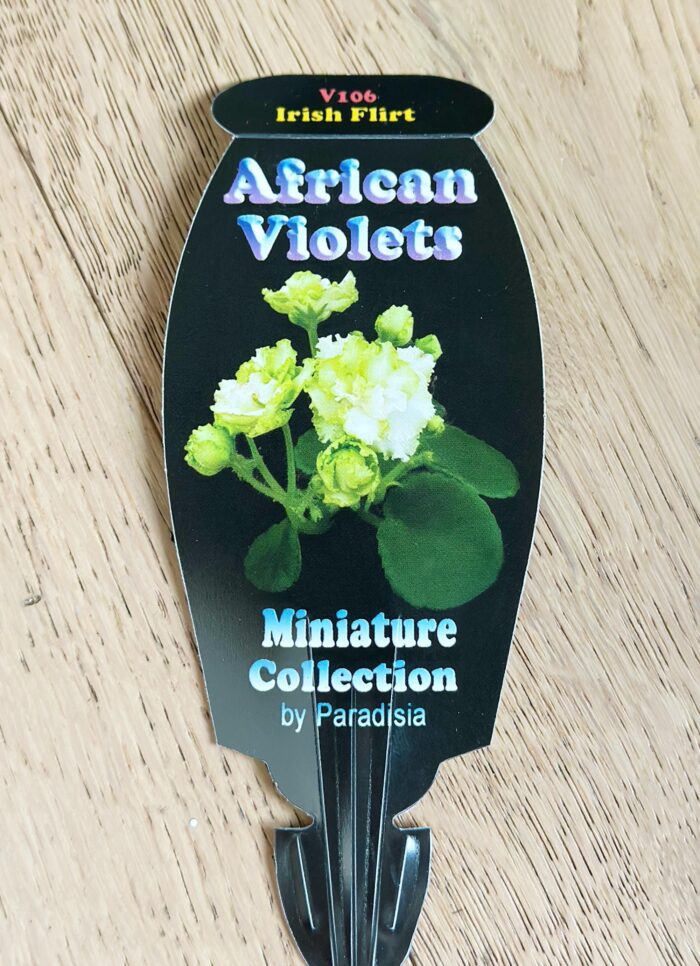 Irish Flirt – Mini African Violet – 7cm Potted Plant - Image 4