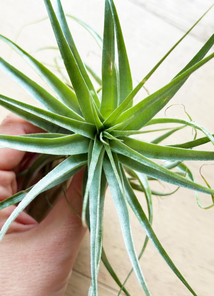 Tillandsia Gardneri – Large Air Plant