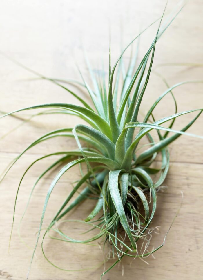 Tillandsia Gardneri – Large Air Plant - Image 2