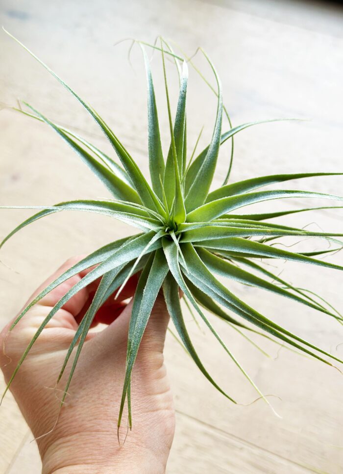 Tillandsia Gardneri – Large Air Plant - Image 3
