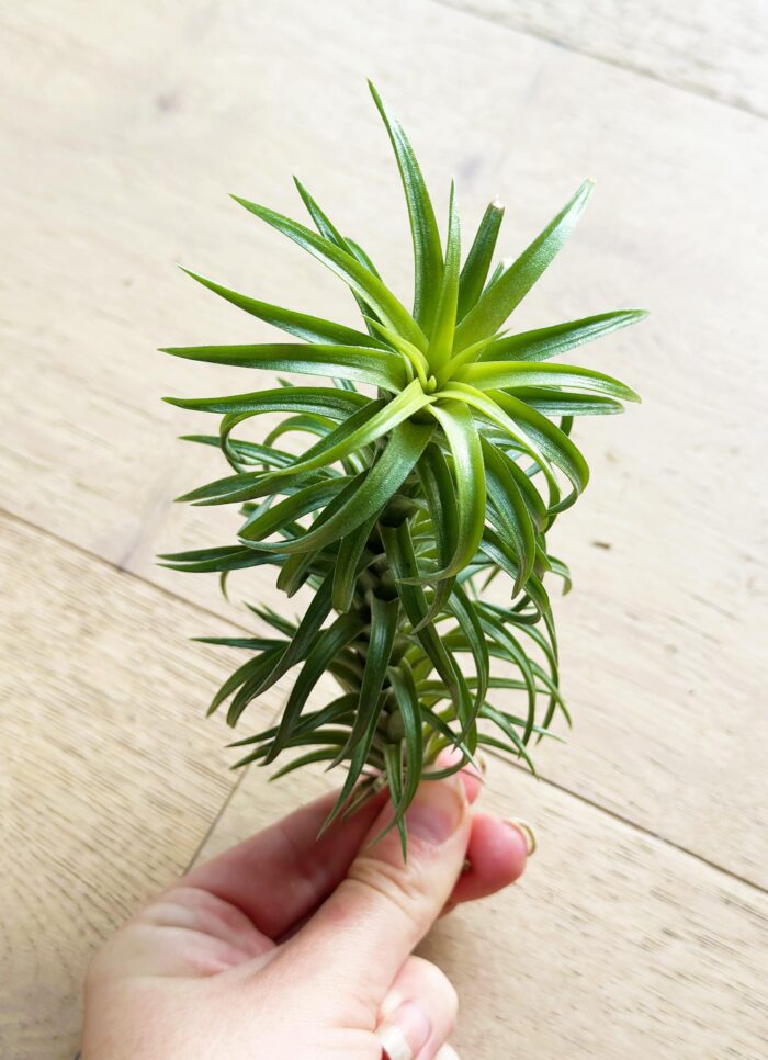 Tillandsia Neglecta – Large Air Plant - Image 2
