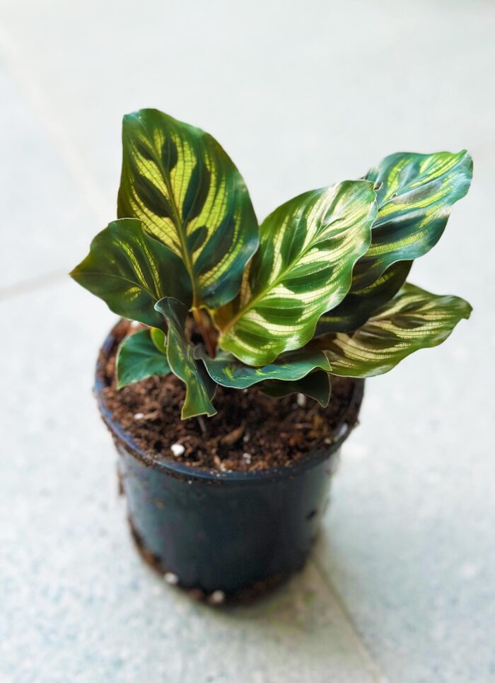 Peacock Plant, Calathea Makoyana – 10cm Potted Plant - Image 3