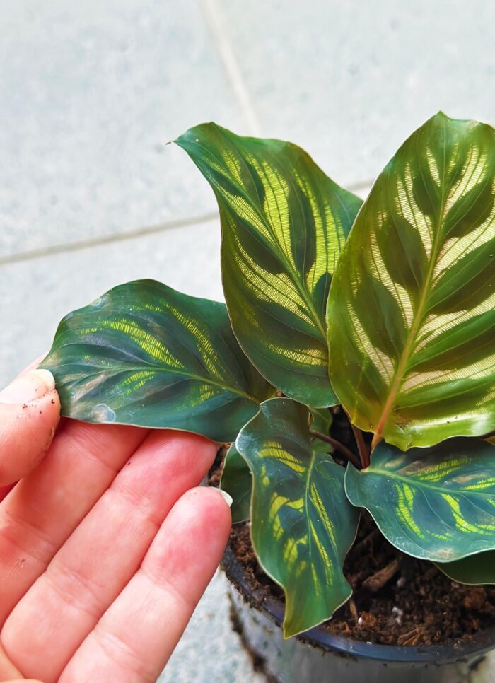 Peacock Plant, Calathea Makoyana – 10cm Potted Plant - Image 2