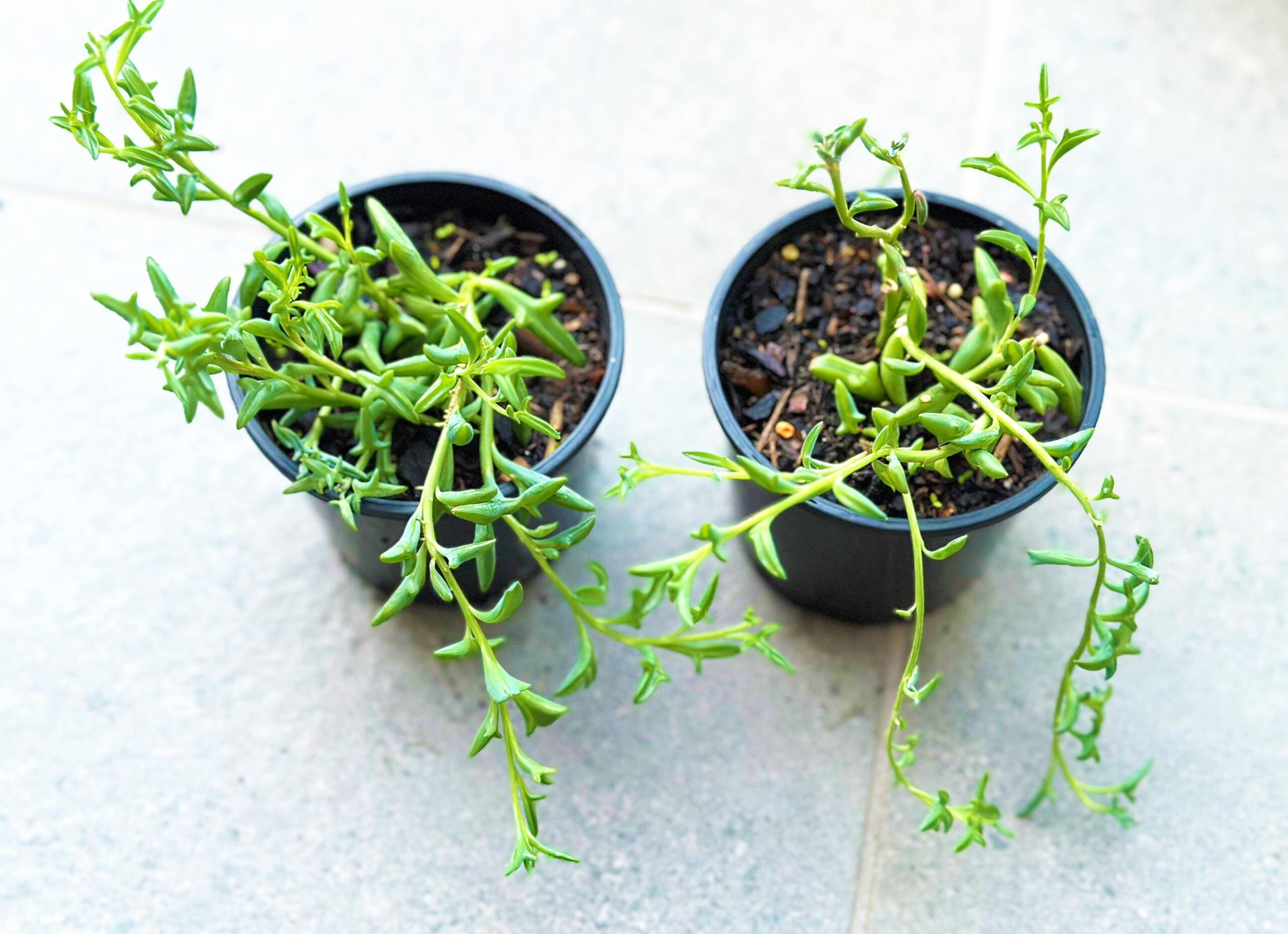 String of Dolphins, Senecio Peregrinus – 10cm Potted Plant - Image 2