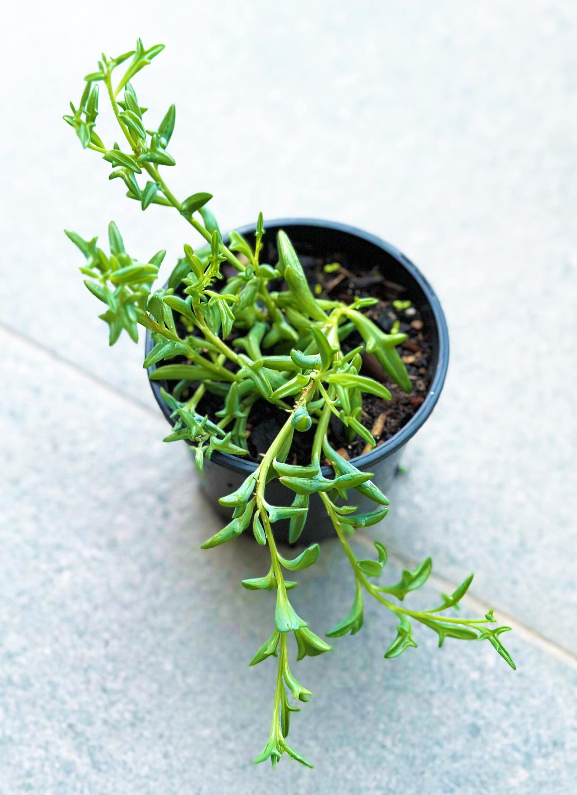 String of Dolphins, Senecio Peregrinus – 10cm Potted Plant