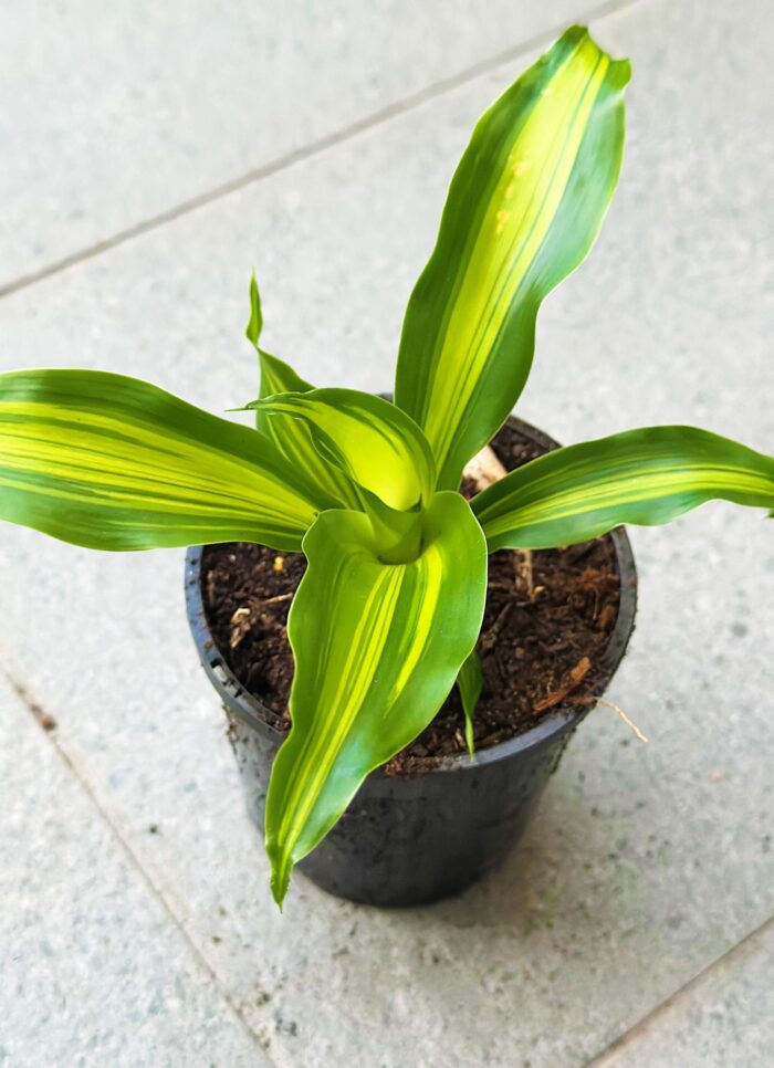 Happy Plant (Dracaena Fragrans 'Massangeana') – 10cm Potted Plant - Image 2