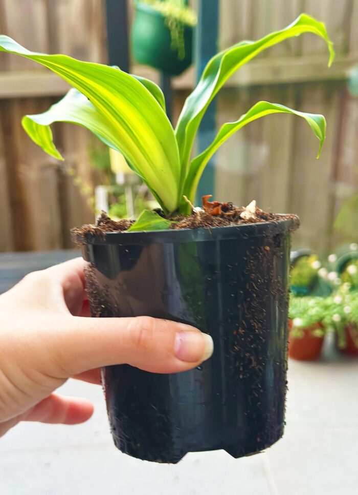 Happy Plant (Dracaena Fragrans 'Massangeana') – 10cm Potted Plant - Image 3