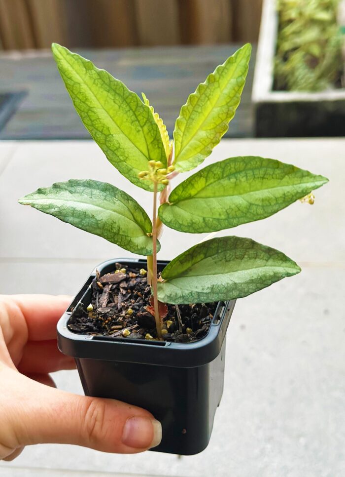Pellionia Repens, Watermelon Begonia – 7cm Potted Plant - Image 4