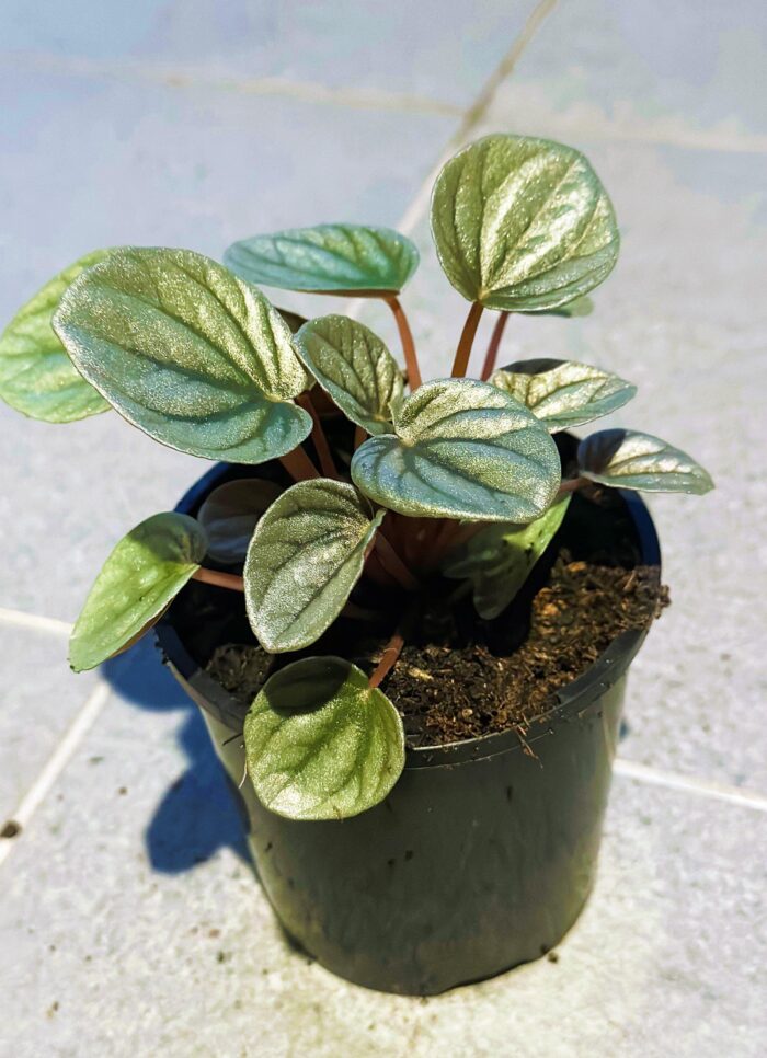 Peperomia Frosty – 10cm Potted Indoor Plant - Image 4
