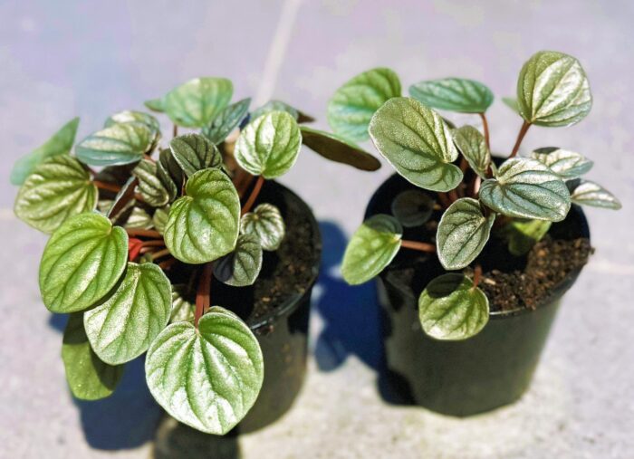 Peperomia Frosty – 10cm Potted Indoor Plant - Image 3
