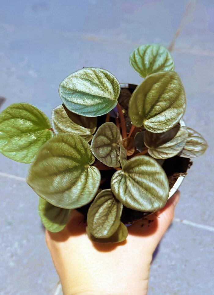 Peperomia Frosty – 10cm Potted Indoor Plant