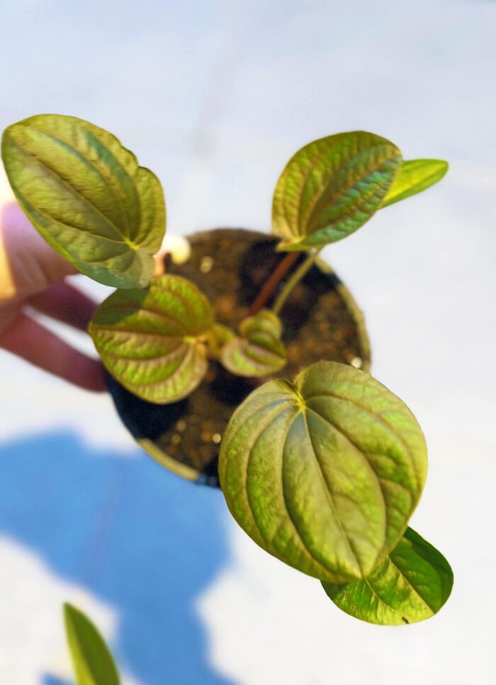 Peperomia Incan Hybrid – 10cm Potted Indoor Plant - Image 3