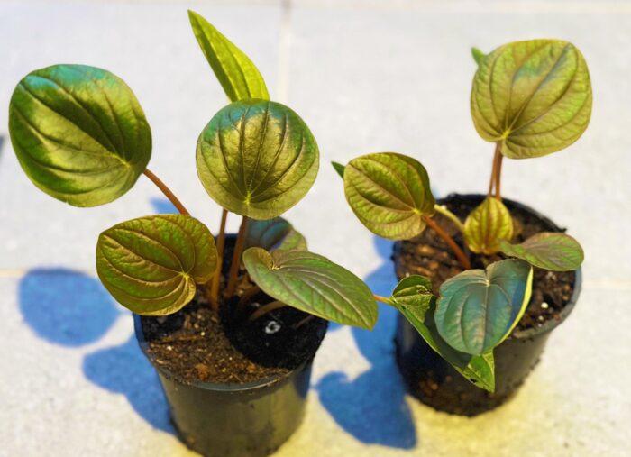 Peperomia Incan Hybrid – 10cm Potted Indoor Plant - Image 4