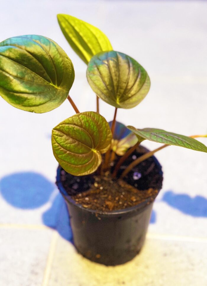 Peperomia Incan Hybrid – 10cm Potted Indoor Plant