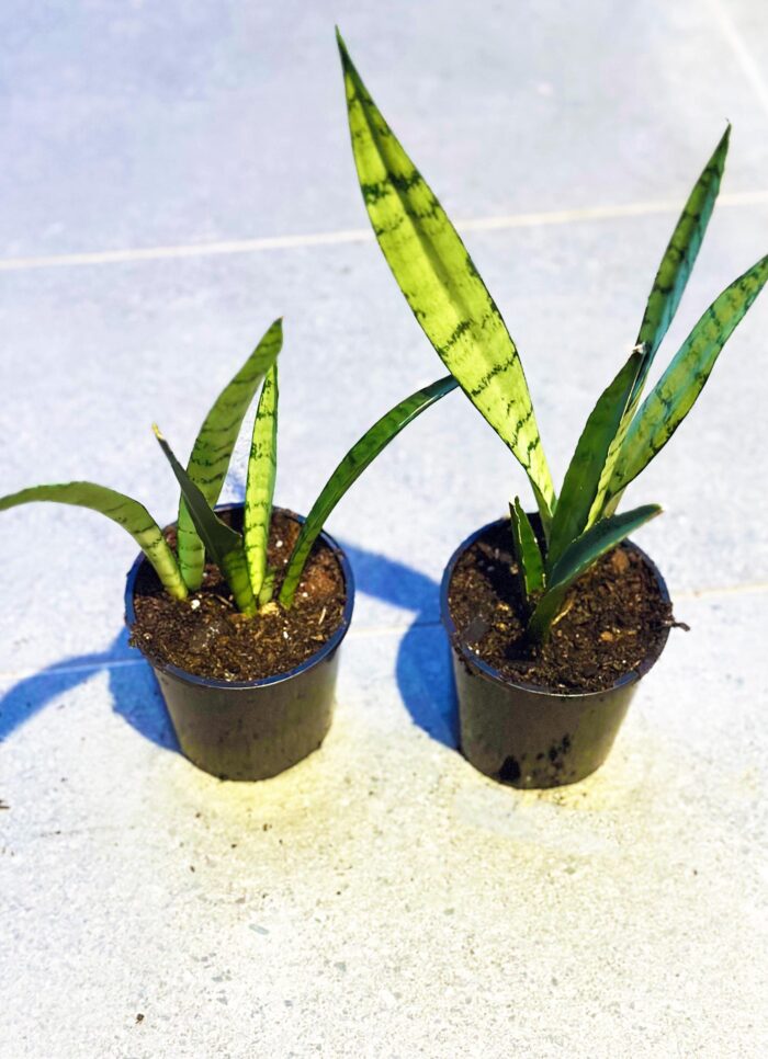 Sansevieria Trifasciata 'Silver Princess' Snake Plant, Mother-in-Law’s Tongue – 10cm Potted Plant - Image 3