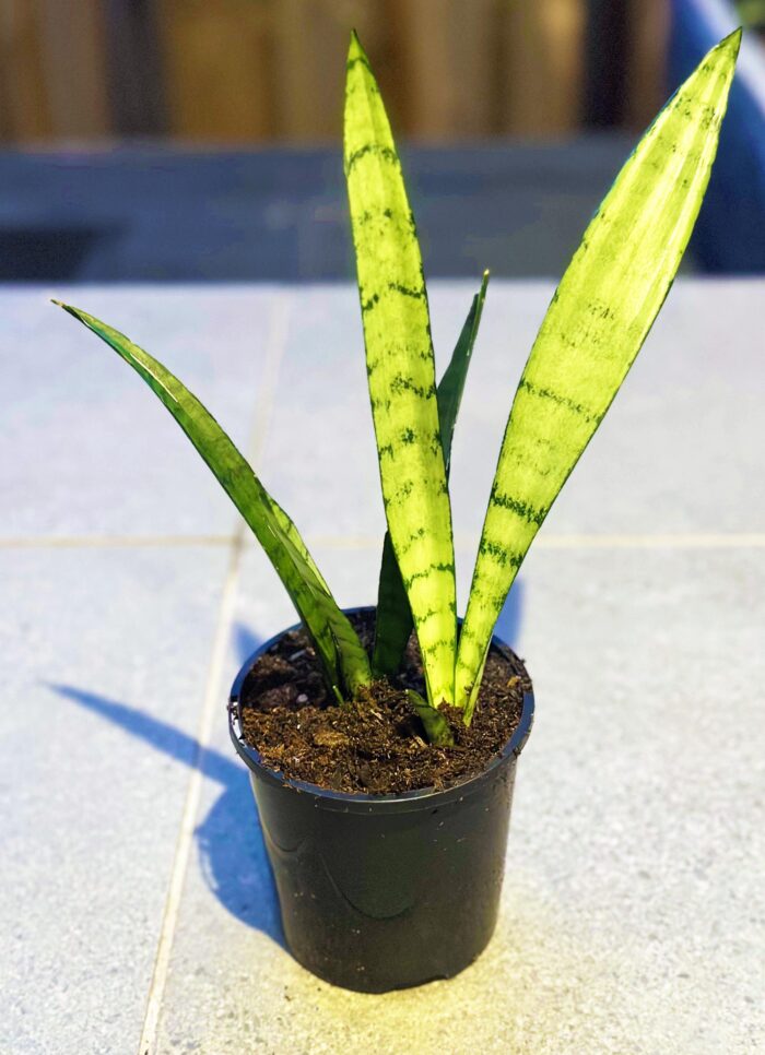 Sansevieria Trifasciata 'Silver Princess' Snake Plant, Mother-in-Law’s Tongue – 10cm Potted Plant