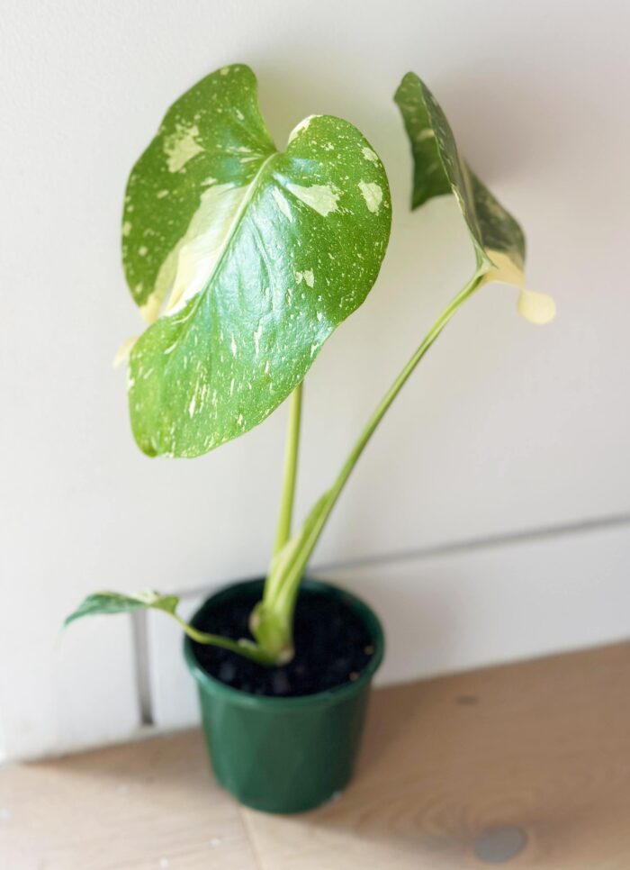 Variegated Monstera Thai Constellation – 10cm Potted Plant - Image 2