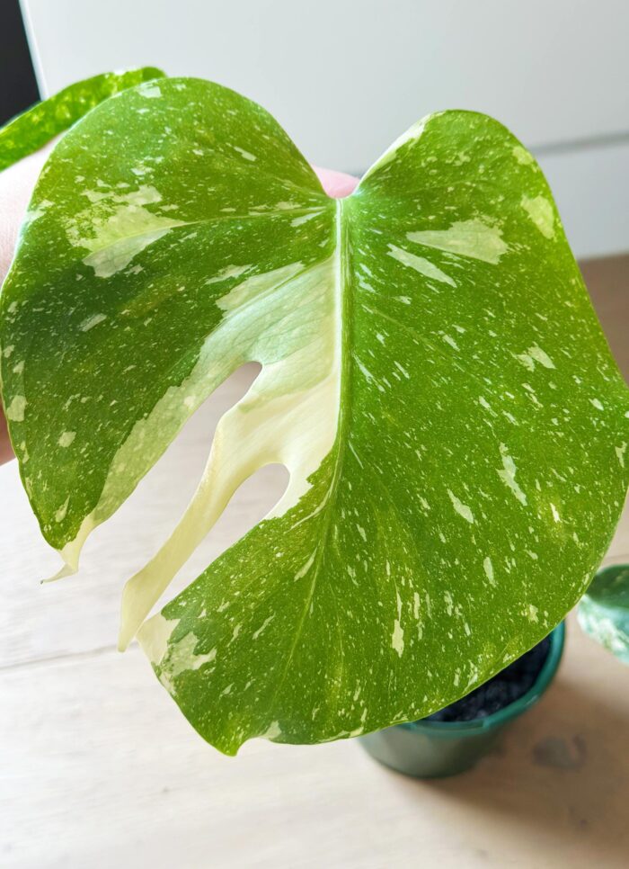 Variegated Monstera Thai Constellation – 10cm Potted Plant