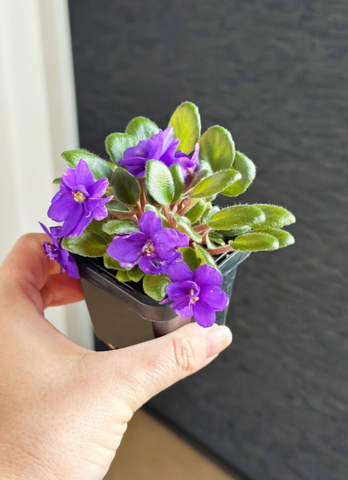 Rob's Calypso Beat – Mini African Violet – 7cm Potted Plant - Image 3