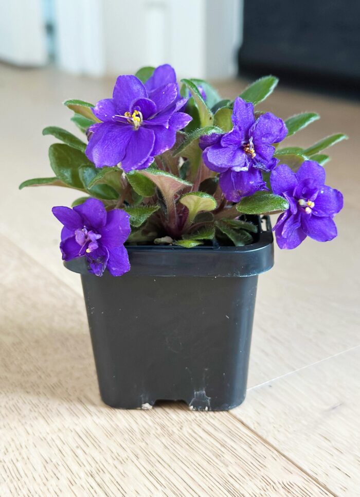 Rob's Calypso Beat – Mini African Violet – 7cm Potted Plant - Image 2