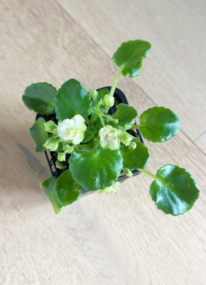 Irish Flirt – Mini African Violet – 7cm Potted Plant